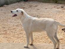 MANDY, Hund, Mischlingshund in Italien - Bild 47