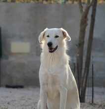 MANDY, Hund, Mischlingshund in Italien - Bild 6