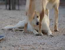 MANDY, Hund, Mischlingshund in Italien - Bild 7