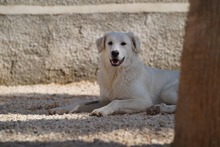 MANDY, Hund, Mischlingshund in Italien - Bild 71