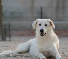 MANDY, Hund, Mischlingshund in Italien - Bild 9