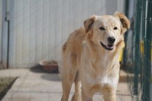 MARGO, Hund, Mischlingshund in Italien - Bild 1