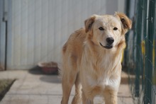MARGO, Hund, Mischlingshund in Italien - Bild 4