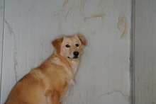 MARGO, Hund, Mischlingshund in Italien - Bild 6