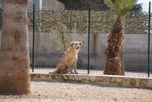 MARGO, Hund, Mischlingshund in Italien - Bild 7