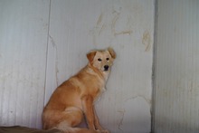 MARGO, Hund, Mischlingshund in Italien - Bild 8