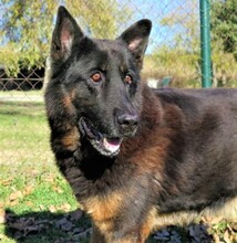 DRAGON, Hund, Deutscher Schäferhund in Spanien - Bild 1