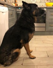 DRAGON, Hund, Deutscher Schäferhund in Spanien - Bild 3