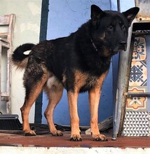 DRAGON, Hund, Deutscher Schäferhund in Spanien - Bild 4