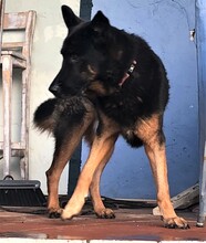 DRAGON, Hund, Deutscher Schäferhund in Spanien - Bild 7
