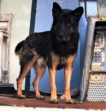DRAGON, Hund, Deutscher Schäferhund in Spanien - Bild 8