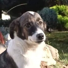 PANAGOS, Hund, Mischlingshund in Griechenland - Bild 1