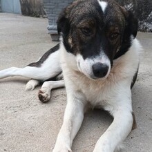 PANAGOS, Hund, Mischlingshund in Griechenland - Bild 3