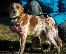 RITHA, Hund, Jagdhund-Mix in Ungarn - Bild 1