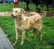 TECA, Hund, Mischlingshund in Ungarn - Bild 1