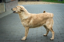 TECA, Hund, Mischlingshund in Ungarn - Bild 2