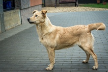 TECA, Hund, Mischlingshund in Ungarn - Bild 3