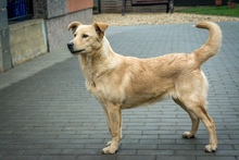 TECA, Hund, Mischlingshund in Ungarn - Bild 4