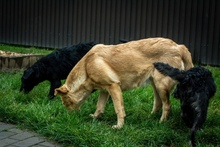 TECA, Hund, Mischlingshund in Ungarn - Bild 5
