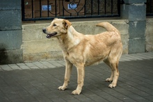 TECA, Hund, Mischlingshund in Ungarn - Bild 6