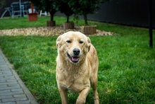 TECA, Hund, Mischlingshund in Ungarn - Bild 7