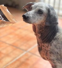 BIANCA, Hund, Mischlingshund in Spanien - Bild 4