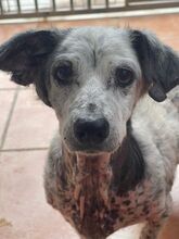 BIANCA, Hund, Mischlingshund in Spanien - Bild 7