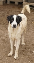 EMIL, Hund, Mischlingshund in Griechenland - Bild 10