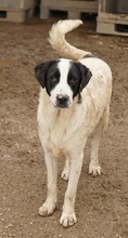 EMIL, Hund, Mischlingshund in Griechenland - Bild 11
