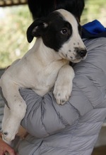 EMIL, Hund, Mischlingshund in Griechenland - Bild 14
