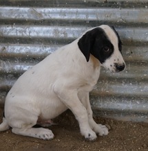 EMIL, Hund, Mischlingshund in Griechenland - Bild 17