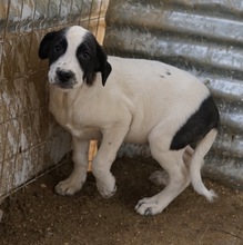EMIL, Hund, Mischlingshund in Griechenland - Bild 19