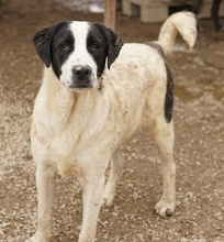 EMIL, Hund, Mischlingshund in Griechenland - Bild 2