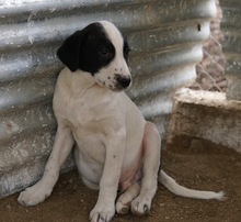 EMIL, Hund, Mischlingshund in Griechenland - Bild 22
