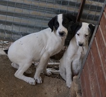 EMIL, Hund, Mischlingshund in Griechenland - Bild 27