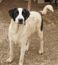 EMIL, Hund, Mischlingshund in Griechenland - Bild 4
