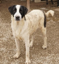 EMIL, Hund, Mischlingshund in Griechenland - Bild 6