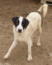 EMIL, Hund, Mischlingshund in Griechenland - Bild 7