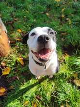 AMARA, Hund, Border Collie-Molosser-Mix in Gevelsberg - Bild 5