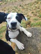 AMARA, Hund, Border Collie-Molosser-Mix in Gevelsberg - Bild 7