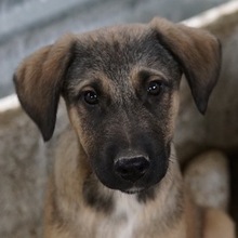 LIAM, Hund, Mischlingshund in Griechenland - Bild 1