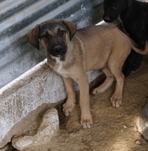 LIAM, Hund, Mischlingshund in Griechenland - Bild 10