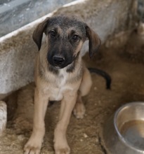 LIAM, Hund, Mischlingshund in Griechenland - Bild 11