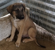 LIAM, Hund, Mischlingshund in Griechenland - Bild 13