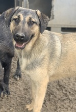 LIAM, Hund, Mischlingshund in Griechenland - Bild 18