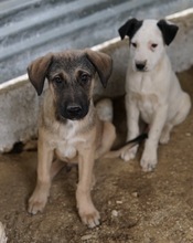 LIAM, Hund, Mischlingshund in Griechenland - Bild 2