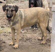 LIAM, Hund, Mischlingshund in Griechenland - Bild 20