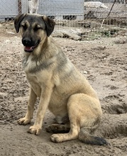 LIAM, Hund, Mischlingshund in Griechenland - Bild 21