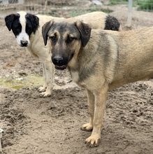 LIAM, Hund, Mischlingshund in Griechenland - Bild 25