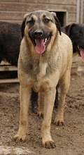 LIAM, Hund, Mischlingshund in Griechenland - Bild 26